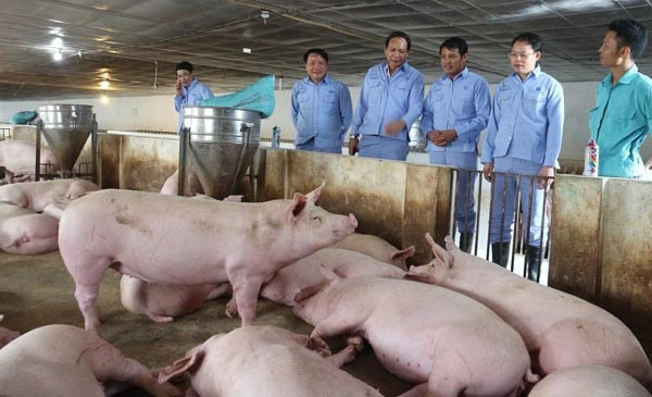 Chăn nuôi lợn Việt Nam yếu ở đâu? Chăn nuôi lợn Việt Nam yếu ở đâu?
