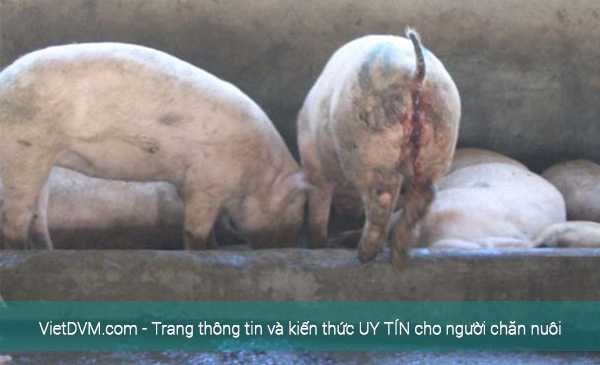 Heo tiêu chảy phân lẫn máu nên khi điều trị cần bổ sung thêm sắt cho heo. Heo tiêu chảy phân lẫn máu nên khi điều trị cần bổ sung thêm sắt cho heo.