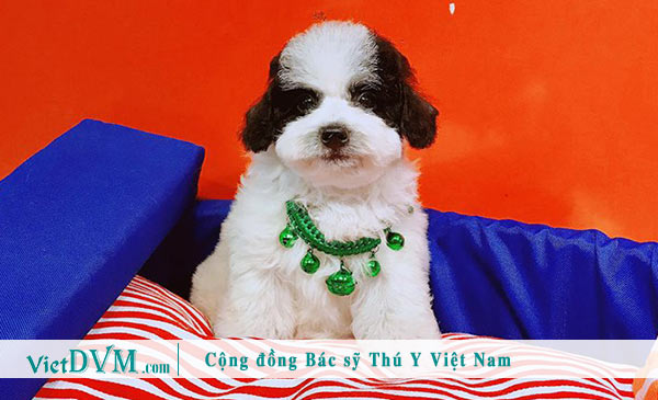 Poodle màu bò sữa - màu ít gặp Poodle màu bò sữa - màu ít gặp