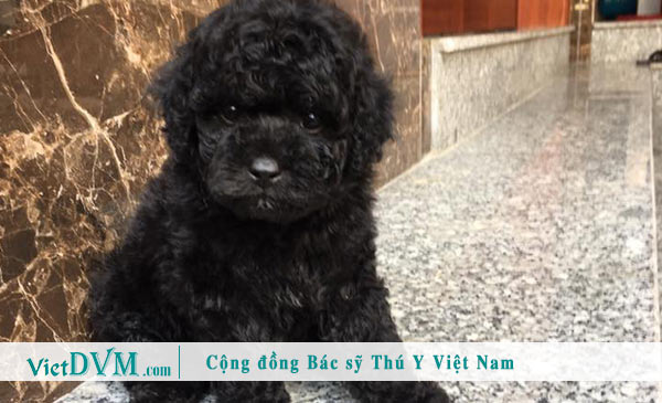 Poodle màu đen - Màu phổ biến Poodle màu đen - Màu phổ biến