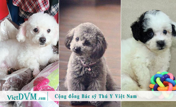 Poodle màu nào đẹp nhất Poodle màu nào đẹp nhất