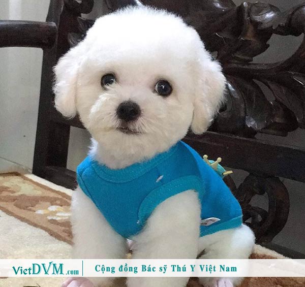 Chó Poodle màu trắng - Màu phổ biến Chó Poodle màu trắng - Màu phổ biến
