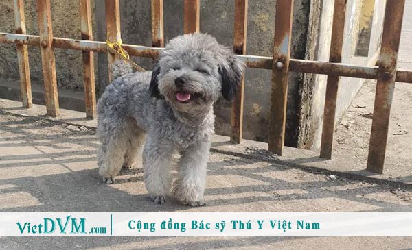 Poodle màu xám - màu ít gặp Poodle màu xám - màu ít gặp