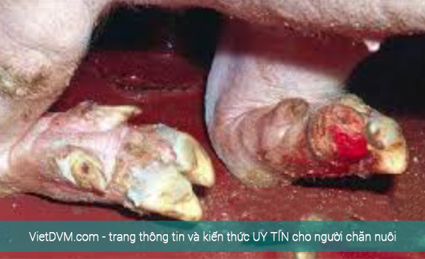 Heo mắc bệnh lở mồm long móng - FMD Heo mắc bệnh lở mồm long móng - FMD