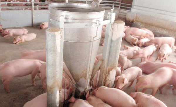 Sản xuất thức ăn chăn nuôi: Khủng hoảng thiếu nguyên liệu Sản xuất thức ăn chăn nuôi: Khủng hoảng thiếu nguyên liệu