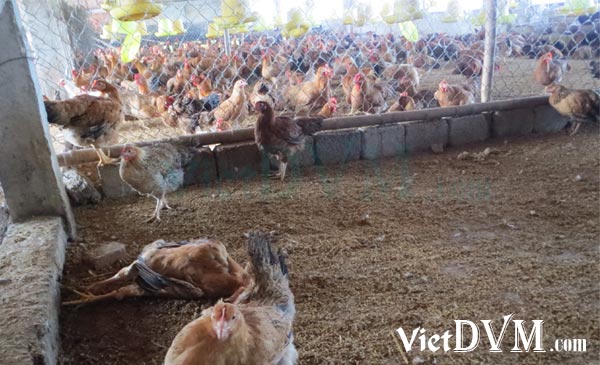 Một đàn gà bị nhiễm tụ huyết trùng - gà chết đột ngột Một đàn gà bị nhiễm tụ huyết trùng - gà chết đột ngột
