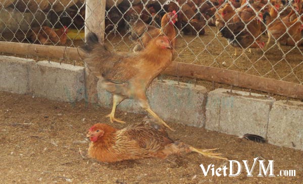 Gà bị sưng khớp dẫn tới bị liệt, không thể đi lại Gà bị sưng khớp dẫn tới bị liệt, không thể đi lại