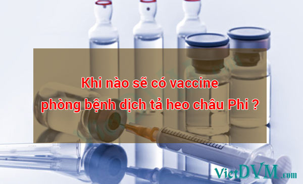 Tại sao đến giờ chúng ta vẫn chưa có vaccine phòng bệnh dịc tả heo châu phi (ASF)? Tại sao đến giờ chúng ta vẫn chưa có vaccine phòng bệnh dịc tả heo châu phi (ASF)?