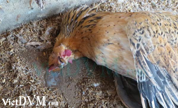 Gà chết đột ngột khi chưa có biểu hiện gì Gà chết đột ngột khi chưa có biểu hiện gì