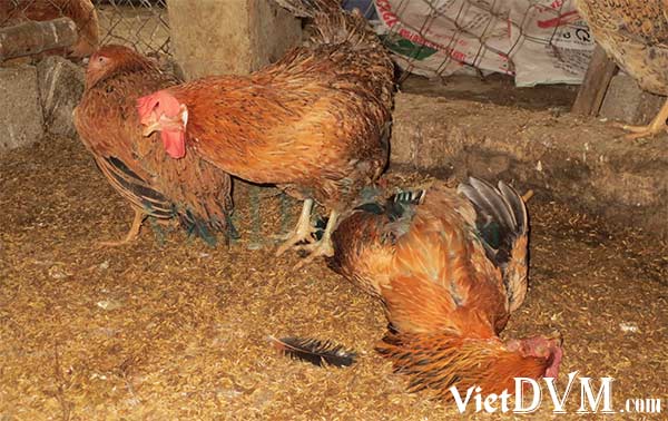Gà có biểu hiện xù lông, ủ rũ Gà có biểu hiện xù lông, ủ rũ