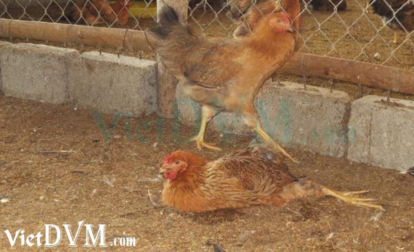 Gà bị viêm khớp dẫn đến què. Gà bị viêm khớp dẫn đến què.