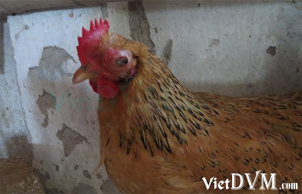 Gà bệnh bị viêm kết mạc mắt. Gà bệnh bị viêm kết mạc mắt.