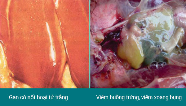 Biểu hiện bệnh tích trên gan và buồng trứng Biểu hiện bệnh tích trên gan và buồng trứng