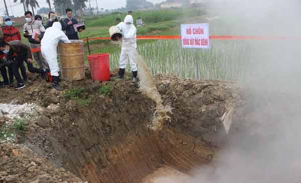 Diễn tập ứng phó với dịch tả châu Phi tại Thanh Oai. Diễn tập ứng phó với dịch tả châu Phi tại Thanh Oai.