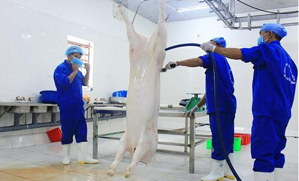 Giá lợn hơi giảm do ảnh hưởng của dịch tả lợn Châu Phi tại Việt Nam có thể sẽ tăng trở lại khi tâm lý người chăn nuôi và tiêu dùng ổn định Giá lợn hơi giảm do ảnh hưởng của dịch tả lợn Châu Phi tại Việt Nam có thể sẽ tăng trở lại khi tâm lý người chăn nuôi và tiêu dùng ổn định