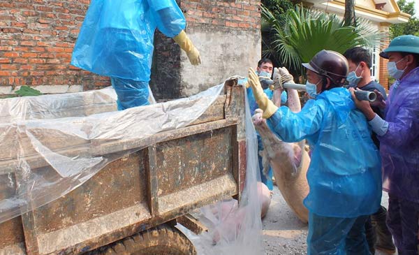 Tiêu hủy lợn tại xã Đông Đô (Hưng Hà, Thái Bình) Tiêu hủy lợn tại xã Đông Đô (Hưng Hà, Thái Bình)