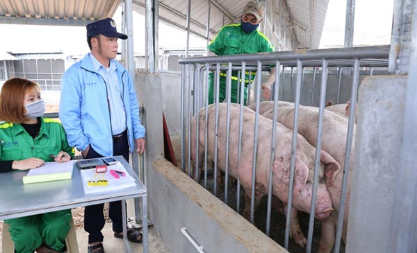 Nhiều ý kiến cho rằng, nên cho phép vận chuyển, tiêu thụ đối với cơ sở chăn nuôi lợn đã xét nghiệm âm tính với virus dịch tả lợn Châu Phi Nhiều ý kiến cho rằng, nên cho phép vận chuyển, tiêu thụ đối với cơ sở chăn nuôi lợn đã xét nghiệm âm tính với virus dịch tả lợn Châu Phi