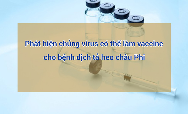 Phát hiện chủng virus dịch tả heo châu phi độc lực thấp có thể dùng làm Vaccine Phát hiện chủng virus dịch tả heo châu phi độc lực thấp có thể dùng làm Vaccine