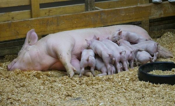 Năng suất của đàn heo nái sinh sản phụ thuộc vào rất nhiều yếu tố Năng suất của đàn heo nái sinh sản phụ thuộc vào rất nhiều yếu tố