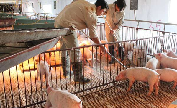 Các trang trại, hộ chăn nuôi đang tích cực vệ sinh tiêu độc, khử trùng, áp dụng các biện pháp chăn nuôi an toàn sinh học trong bối cảnh dịch tả lợn châu Phi vẫn đang tiếp tục lây lan. Ảnh minh hoạ: I.T Các trang trại, hộ chăn nuôi đang tích cực vệ sinh tiêu độc, khử trùng, áp dụng các biện pháp chăn nuôi an toàn sinh học trong bối cảnh dịch tả lợn châu Phi vẫn đang tiếp tục lây lan. Ảnh minh hoạ: I.T