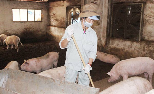 Nhờ tích cực tuyên truyền người dân hiểu đúng về dịch tả lợn châu Phi không lây sang người, thị trường thịt lợn đã hồi phục trở lại, giá lợn hơi (heo hơi) đang nhích lên ở một số tỉnh, thành. Ảnh: I.T Nhờ tích cực tuyên truyền người dân hiểu đúng về dịch tả lợn châu Phi không lây sang người, thị trường thịt lợn đã hồi phục trở lại, giá lợn hơi (heo hơi) đang nhích lên ở một số tỉnh, thành. Ảnh: I.T