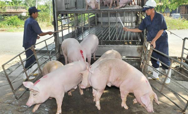 Hai địa phương đủ điều kiện công bố hết dịch bệnh dịch tả heo châu Phi Hai địa phương đủ điều kiện công bố hết dịch bệnh dịch tả heo châu Phi