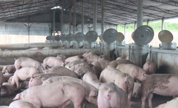 Đàn lợn tại một hộ nuôi ở Đồng Nai Đàn lợn tại một hộ nuôi ở Đồng Nai
