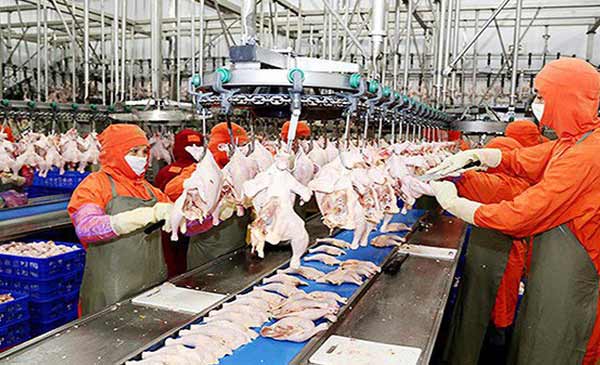 Việc Việt Nam tham gia vào CPTPP đang khiến chăn nuôi trở thành ngành có sức hút lớn với các nhà đầu tư ngoại Việc Việt Nam tham gia vào CPTPP đang khiến chăn nuôi trở thành ngành có sức hút lớn với các nhà đầu tư ngoại