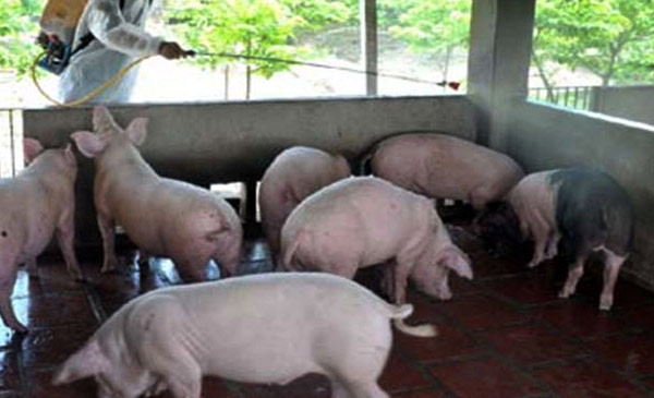 An toàn sinh học đối với những trại chăn nuôi nhỏ lẻ như thế nào? An toàn sinh học đối với những trại chăn nuôi nhỏ lẻ như thế nào?