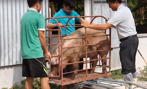 Chú heo 112kg của trang trại anh T.V.Giang Chú heo 112kg của trang trại anh T.V.Giang