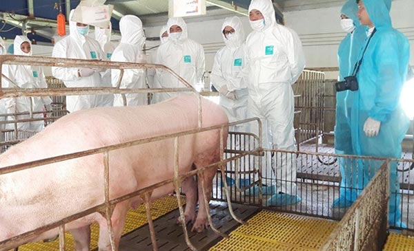 Bộ trưởng Bộ NN-PTNT nhấn mạnh, mặc dù rất khó khăn, nhưng đến thời điểm này có thể khẳng định nếu áp dụng, tuân thủ tuyệt đối an toàn sinh học cơ bản các trang trại lớn vẫn an toàn. Bộ trưởng Bộ NN-PTNT nhấn mạnh, mặc dù rất khó khăn, nhưng đến thời điểm này có thể khẳng định nếu áp dụng, tuân thủ tuyệt đối an toàn sinh học cơ bản các trang trại lớn vẫn an toàn.