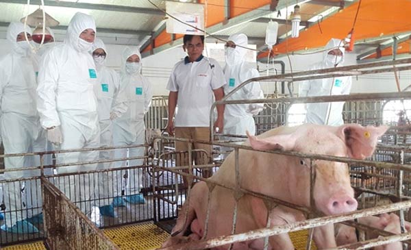 Bộ trưởng Nguyễn Xuân Cường kiểm tra các mô hình sản xuất vacxin và phòng, chống dịch tả lợn Châu Phi. Ảnh: NH. Bộ trưởng Nguyễn Xuân Cường kiểm tra các mô hình sản xuất vacxin và phòng, chống dịch tả lợn Châu Phi. Ảnh: NH.