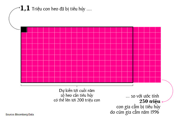 Đã có 1,1 triệu con heo phải tiêu hủy để ngăn chặn sự lây lan của virus gây bệnh dịch tả heo châu Phi (ASF) Đã có 1,1 triệu con heo phải tiêu hủy để ngăn chặn sự lây lan của virus gây bệnh dịch tả heo châu Phi (ASF)