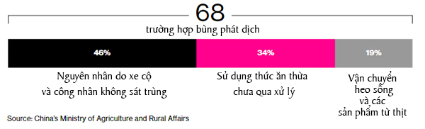 Ba nguyên nhân chính gây bùng phát bệnh dịch tả heo châu Phi Ba nguyên nhân chính gây bùng phát bệnh dịch tả heo châu Phi