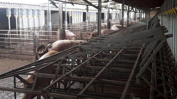 Ô chuồng nái đẻ ở trại Ô chuồng nái đẻ ở trại