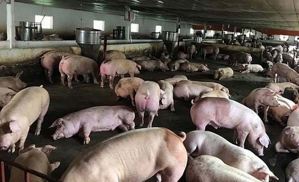 Quyết định số 793/QĐ-TTg ngày 27/6/2019 của Thủ tướng Chính phủ quy định việc hỗ trợ heo bị triêu hủy do bệnh dịch tả heo châu Phi (ASF) Quyết định số 793/QĐ-TTg ngày 27/6/2019 của Thủ tướng Chính phủ quy định việc hỗ trợ heo bị triêu hủy do bệnh dịch tả heo châu Phi (ASF)