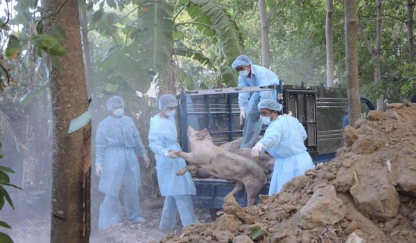 Tiêu hủy heo mắc bệnh lở mồm long móng (FMD) tại Vũng Tàu Tiêu hủy heo mắc bệnh lở mồm long móng (FMD) tại Vũng Tàu