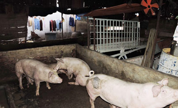 Điều kiện chăn nuôi tại hộ chăn nuôi không thực sự tốt Điều kiện chăn nuôi tại hộ chăn nuôi không thực sự tốt