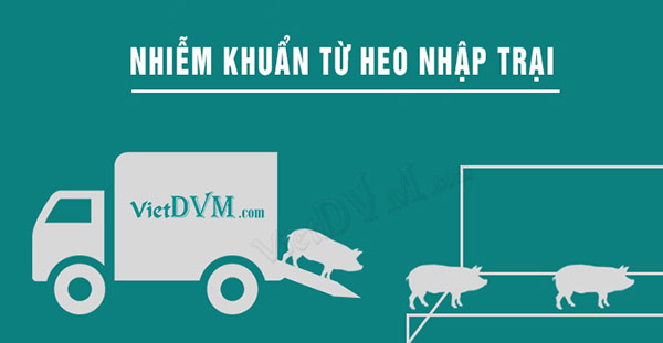 Nhiễm khuẩn từ heo xe vận chuyển heo ra vào trại Nhiễm khuẩn từ heo xe vận chuyển heo ra vào trại