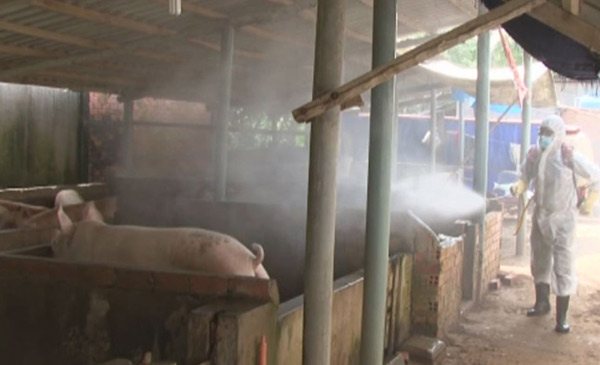 Công tác chăm sóc và vệ sinh tiêu độc không được chú trọng Công tác chăm sóc và vệ sinh tiêu độc không được chú trọng