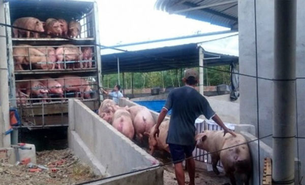 Heo tăng trong thấp giá bán heo thấp hơn thị trường Heo tăng trong thấp giá bán heo thấp hơn thị trường