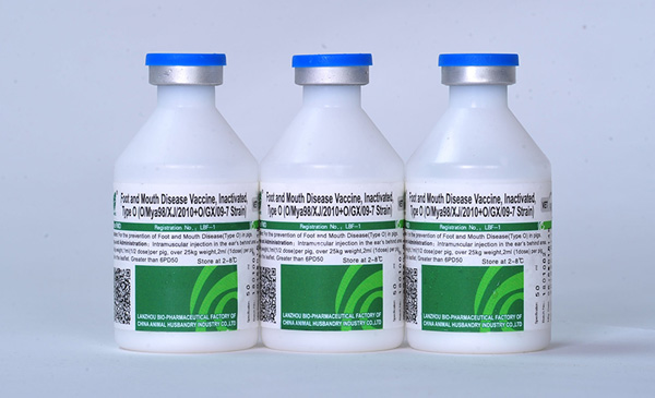 Vaccine CaVac FMD - một loại vaccine được dùng phổ biến trong việc kiểm soát bệnh LMLM Vaccine CaVac FMD - một loại vaccine được dùng phổ biến trong việc kiểm soát bệnh LMLM
