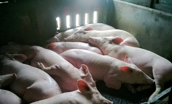 Heo hơi khu vực miền Nam chững lại và giảm giá trong vài ngày qua Heo hơi khu vực miền Nam chững lại và giảm giá trong vài ngày qua