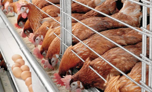 Chi phí thức ăn chiếm khoảng hơn 70% Chi phí thức ăn chiếm khoảng hơn 70%