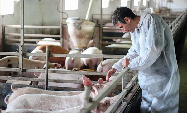Luôn kiểm tra đánh giá an toàn sinh học trong trang trại Luôn kiểm tra đánh giá an toàn sinh học trong trang trại
