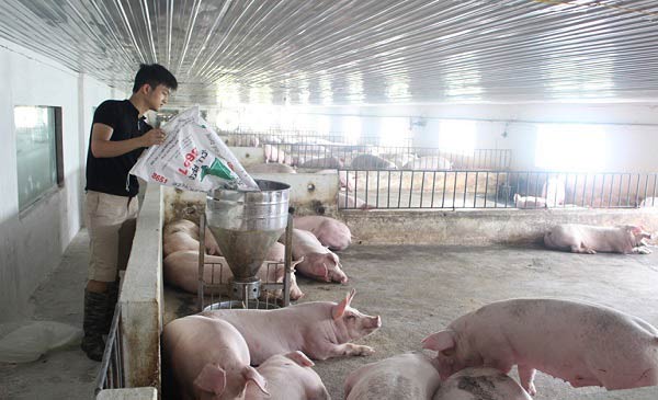 Các nhà chăn nuôi cần lưu ý hơn trong việc phòng chống dịch bệnh Các nhà chăn nuôi cần lưu ý hơn trong việc phòng chống dịch bệnh