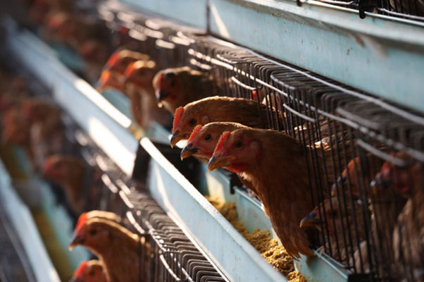 Trung Quốc thông báo cúm gia cầm H5N1 bùng phát tại tỉnh Hồ Nam, gần trung tâm bùng nổ dịch viêm phổi cấp do virus corona mới gây ra - Ảnh: SOUTH CHINA MORNING POST Trung Quốc thông báo cúm gia cầm H5N1 bùng phát tại tỉnh Hồ Nam, gần trung tâm bùng nổ dịch viêm phổi cấp do virus corona mới gây ra - Ảnh: SOUTH CHINA MORNING POST