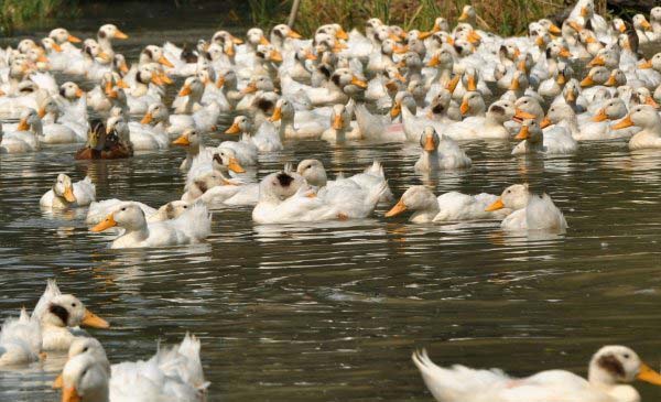 Chăn nuôi vịt ở nước ta là nguồn lây nhiễm chủ yếu của bệnh cúm gia cầm Chăn nuôi vịt ở nước ta là nguồn lây nhiễm chủ yếu của bệnh cúm gia cầm