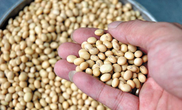 Nhập khẩu thức ăn chăn nuôi quý 1/2021 tăng trên 50% so với cùng kỳ năm 2020 Nhập khẩu thức ăn chăn nuôi quý 1/2021 tăng trên 50% so với cùng kỳ năm 2020