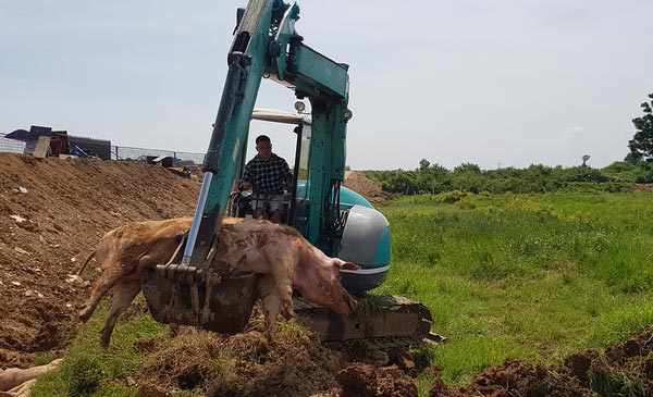 Tiêu hủy lợn mắc dịch tả châu Phi ở xã Thanh Bình, Chương Mỹ, Hà Nội tháng 6/2019. Ảnh: Tất Định Tiêu hủy lợn mắc dịch tả châu Phi ở xã Thanh Bình, Chương Mỹ, Hà Nội tháng 6/2019. Ảnh: Tất Định